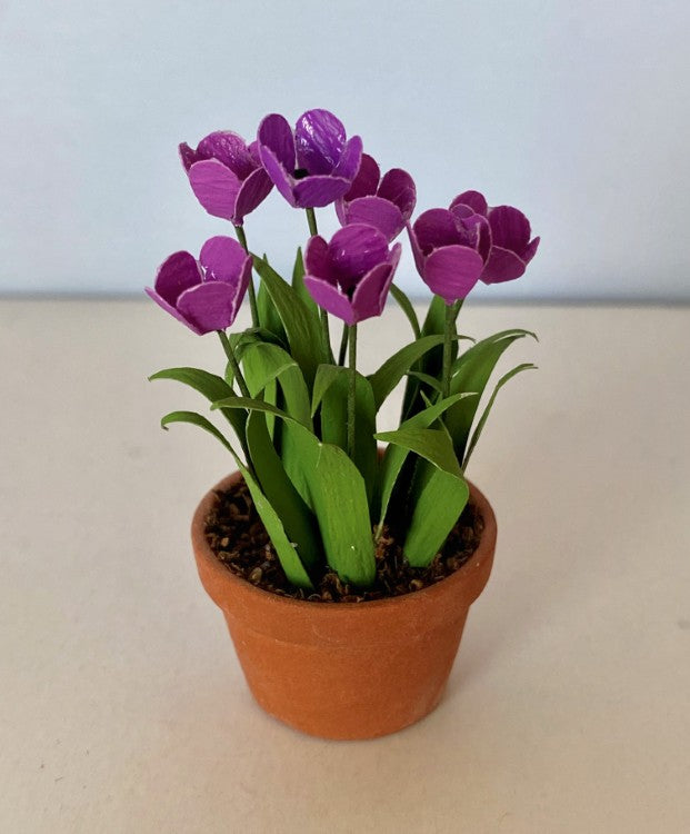 Purple Dollhouse Tulips in a Ceramic Pot
