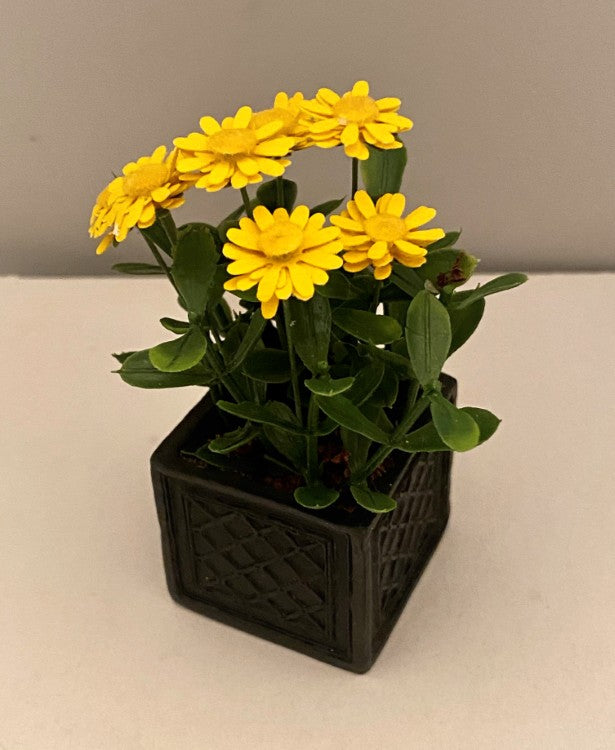 Yellow Zinnias in a Black Planter