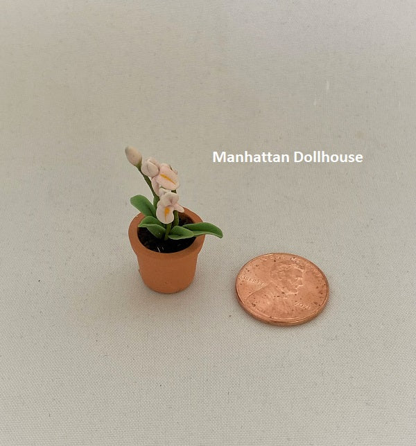 Miniature Lily in Pot