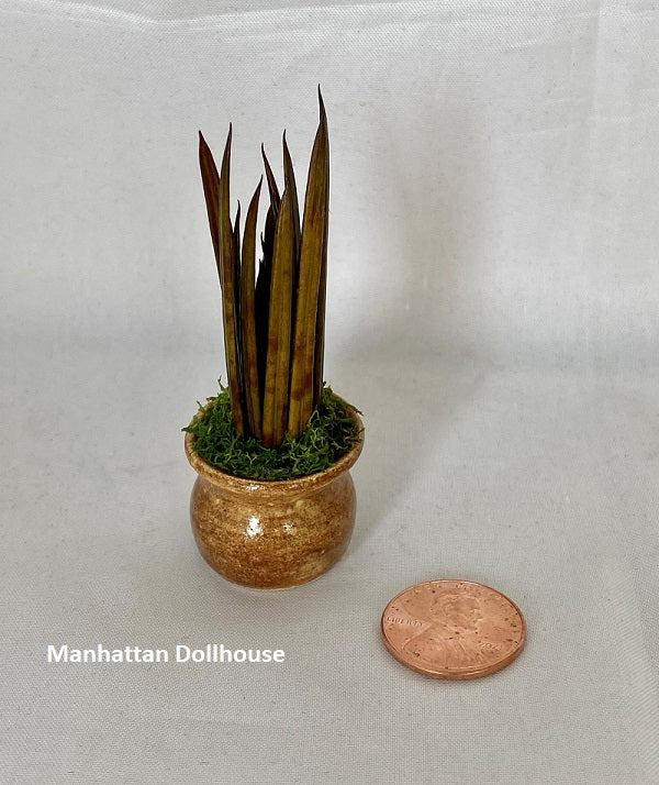 Miniature Snake Plant