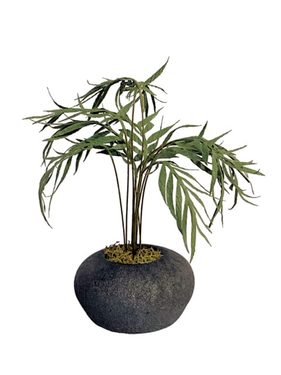 Miniature Parlour Palm 2