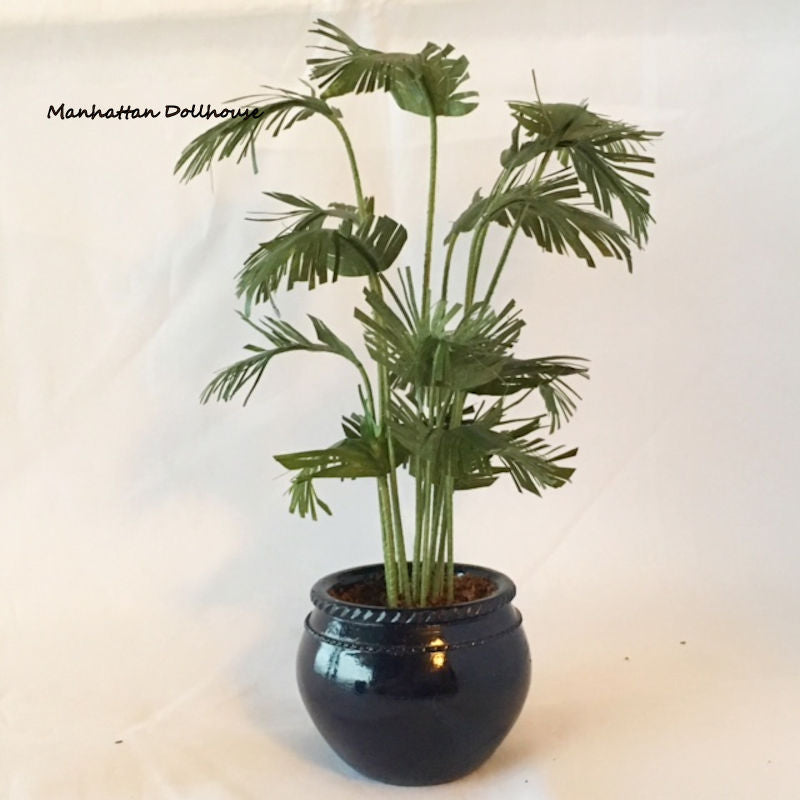 Potted palm