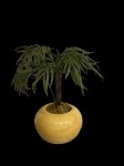 Miniature Parlour Palm