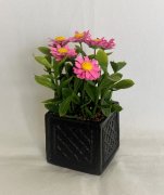 Pink Zinnias in Black Planter